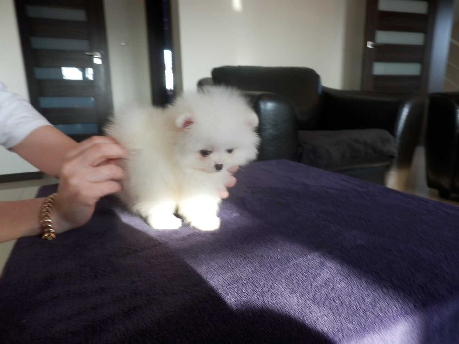 Szpic miniaturowy pomeranian mini SUNIA  biały misio