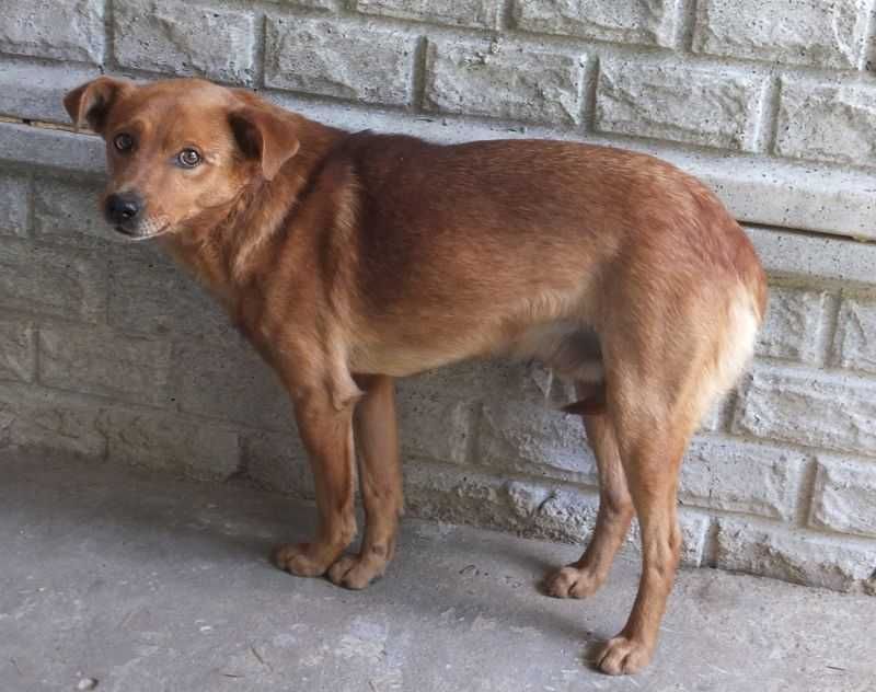 Cukierek - pilnie potrzebuje domu