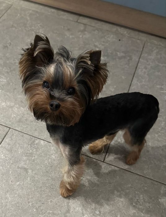 Йорк. терьер, йорик-хлопчик, 1,8 кг - 2,3 роки