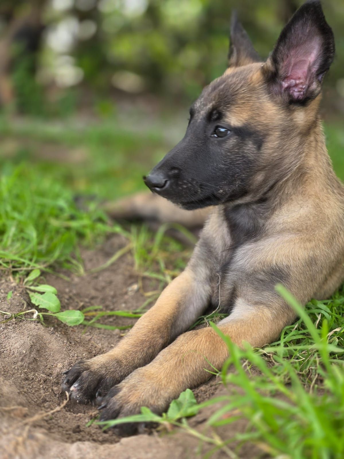 Owczarek Belgijski Malinois FCI
