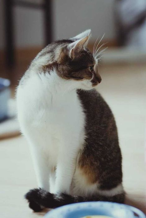 Nieśmiały kocurek o pięknym umaszczeniu już 2 lata czeka na dom :/