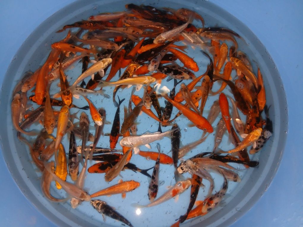 Carpas koi 7/9cm