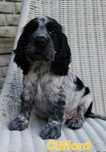 Cocker spaniel angielski blue-roan piesek