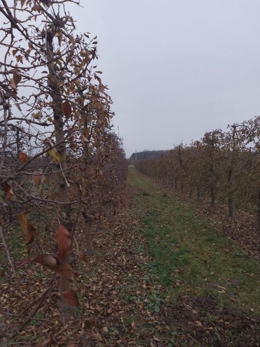 Ciecie mechaniczne sadów