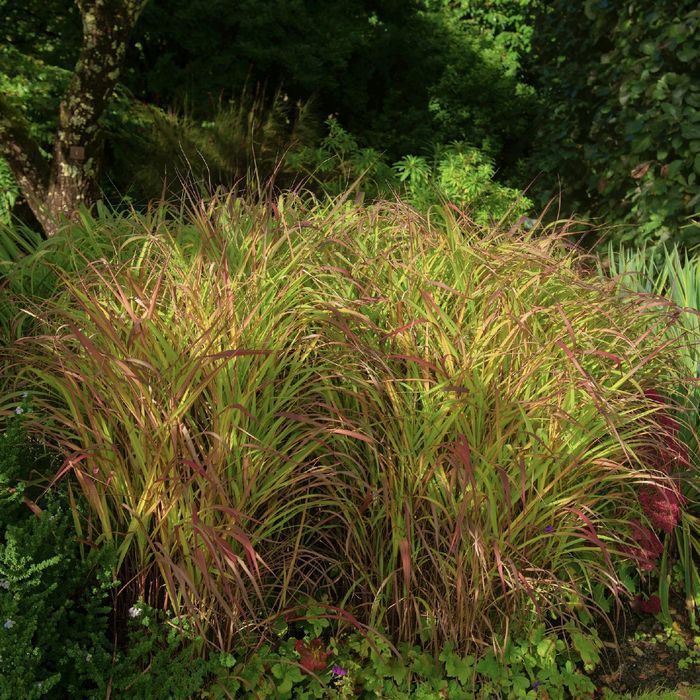 Proso rózgowate 'Warrior' Czerwone kłosy (Panicum virgatum) 2.0L