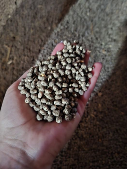 Łubin gorzki cena za 100 kg