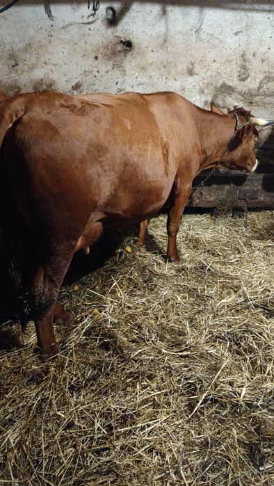 Sprzedam krowę ,