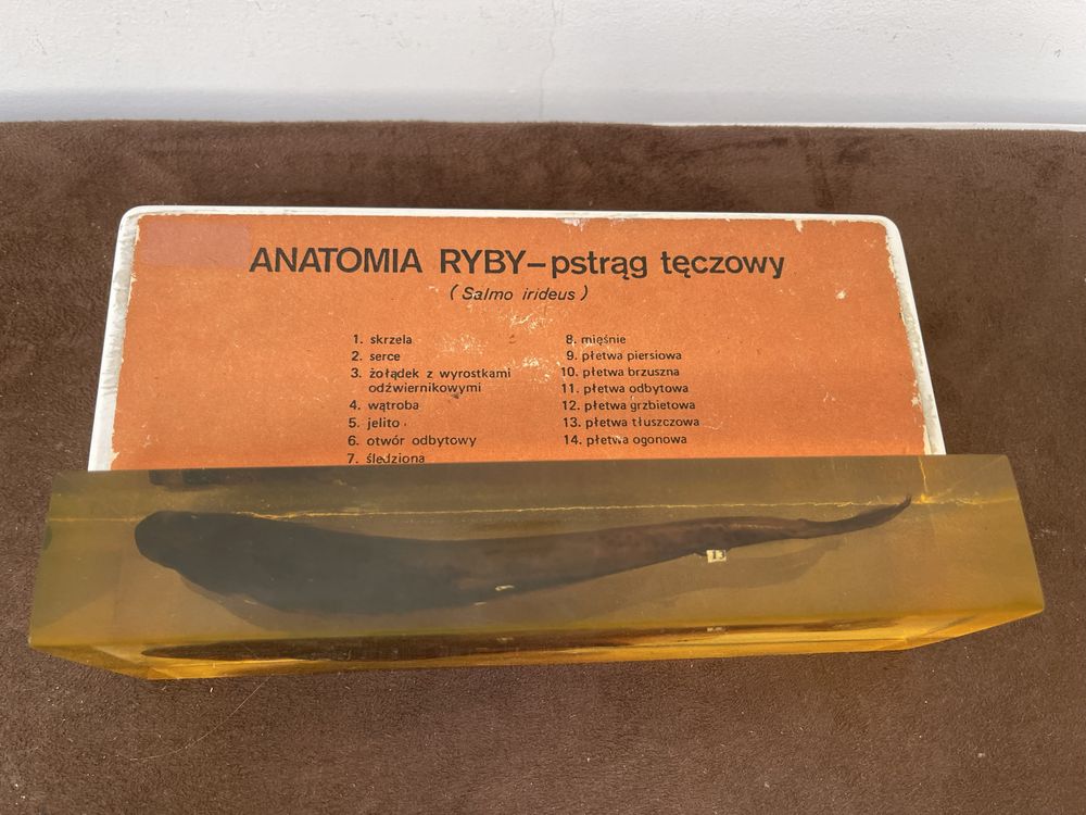 Pstrąg Anatomia Ryby Stary Przycisk do Papieru z Opakowaniem z Prl
