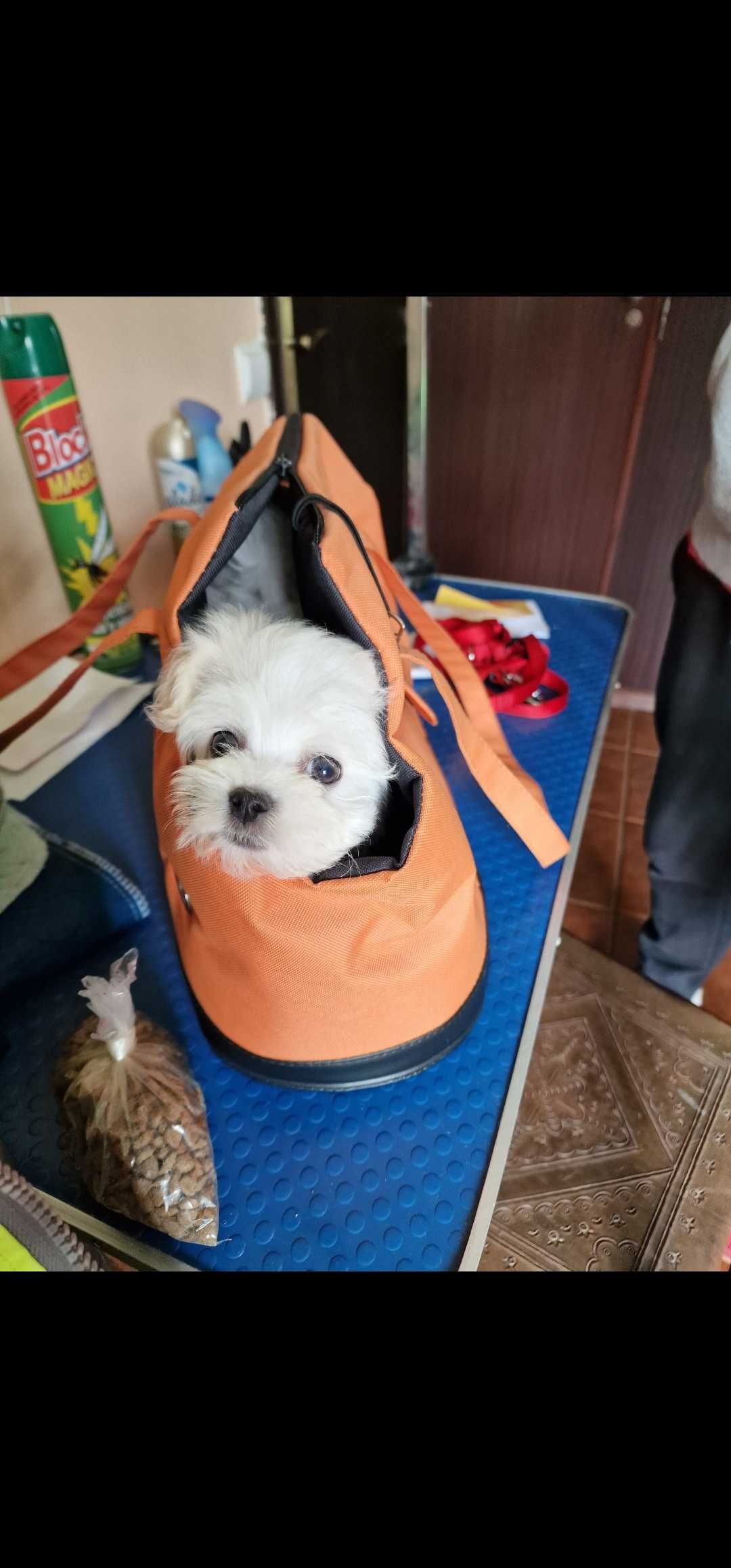 Bichon Maltês coreano com LOP de excelente qualidade