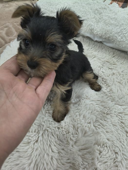 Sprzedam małego  jorka terrier