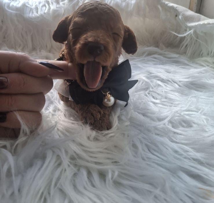 Pudel toy/miniatura sunia