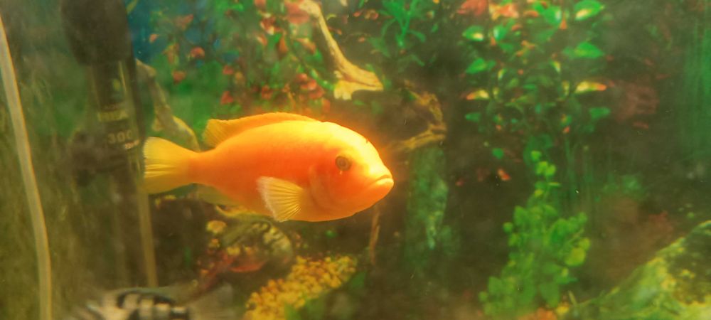Pyszczak Red Red samiec