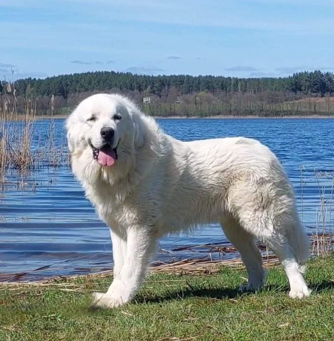 Suczka !!! Owczarek Podhalański !!!