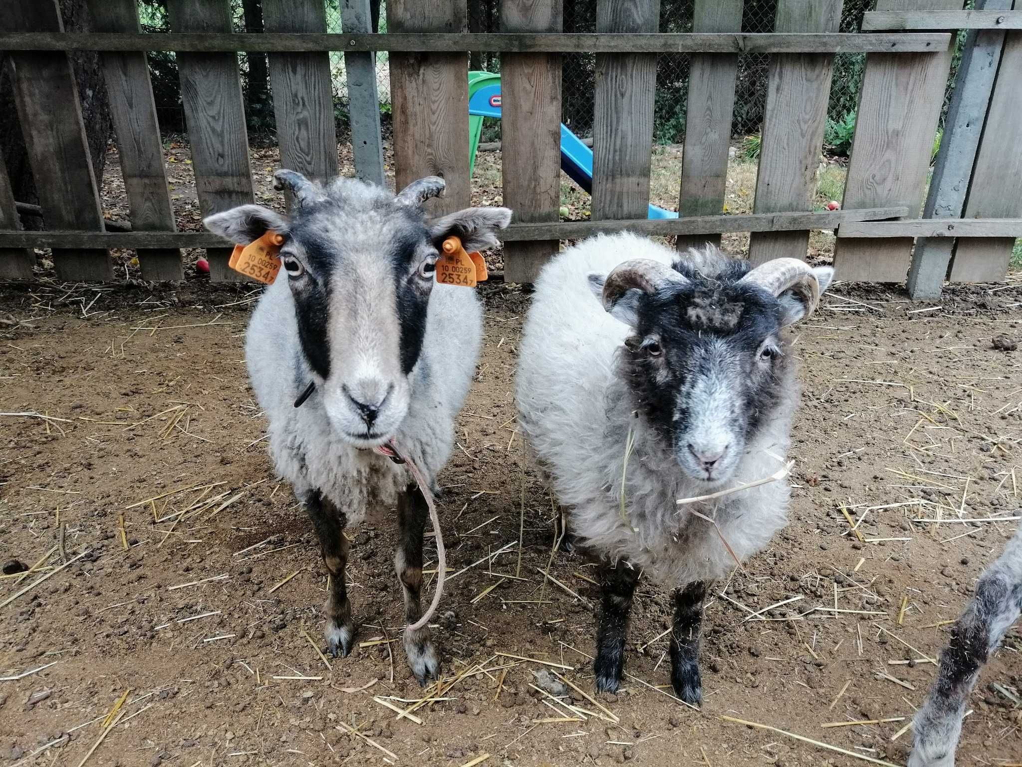 Jagnięta po angielskim baranie rasy herdwick (okazja!)