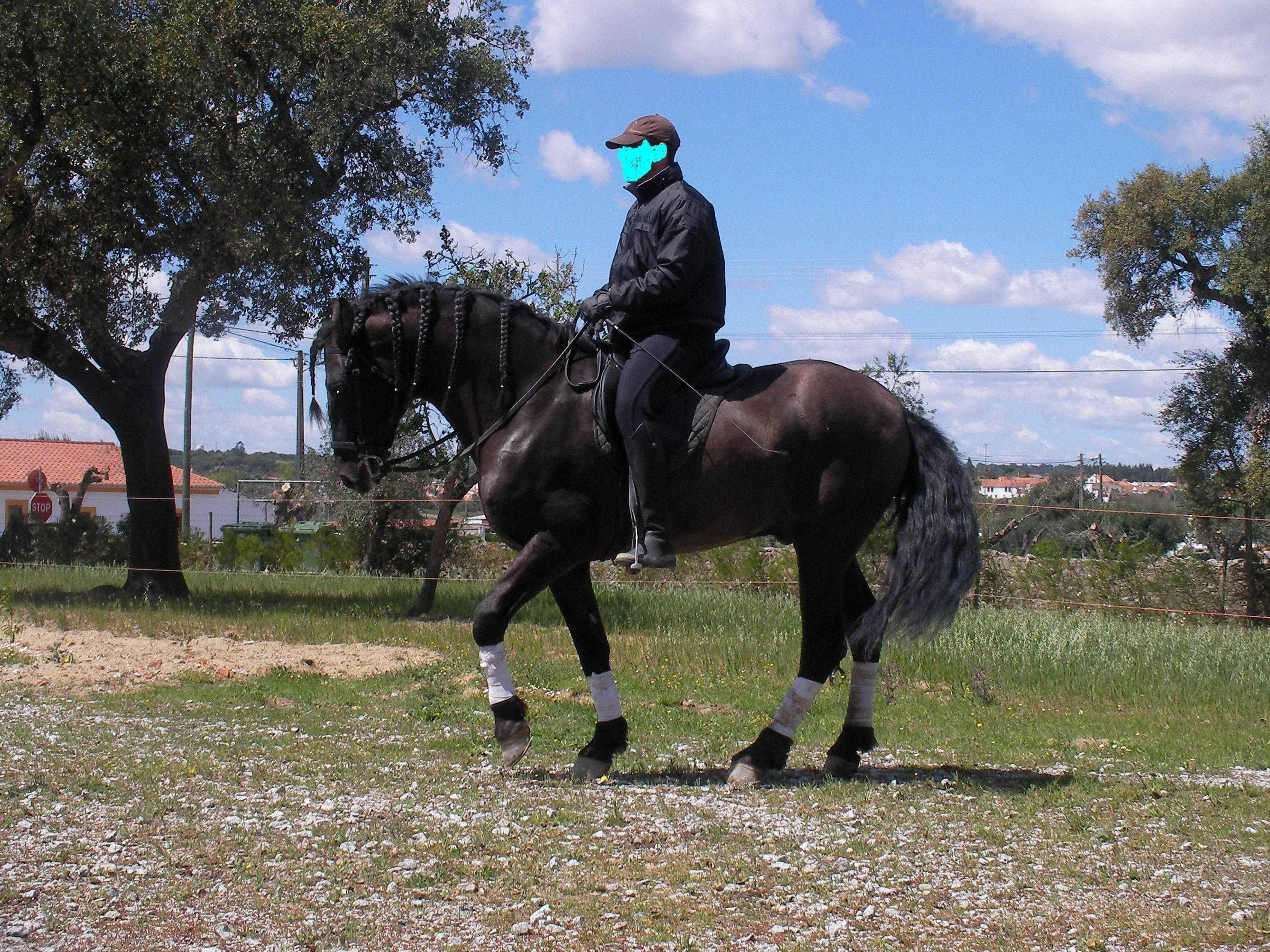 Cavalo lusitano manso