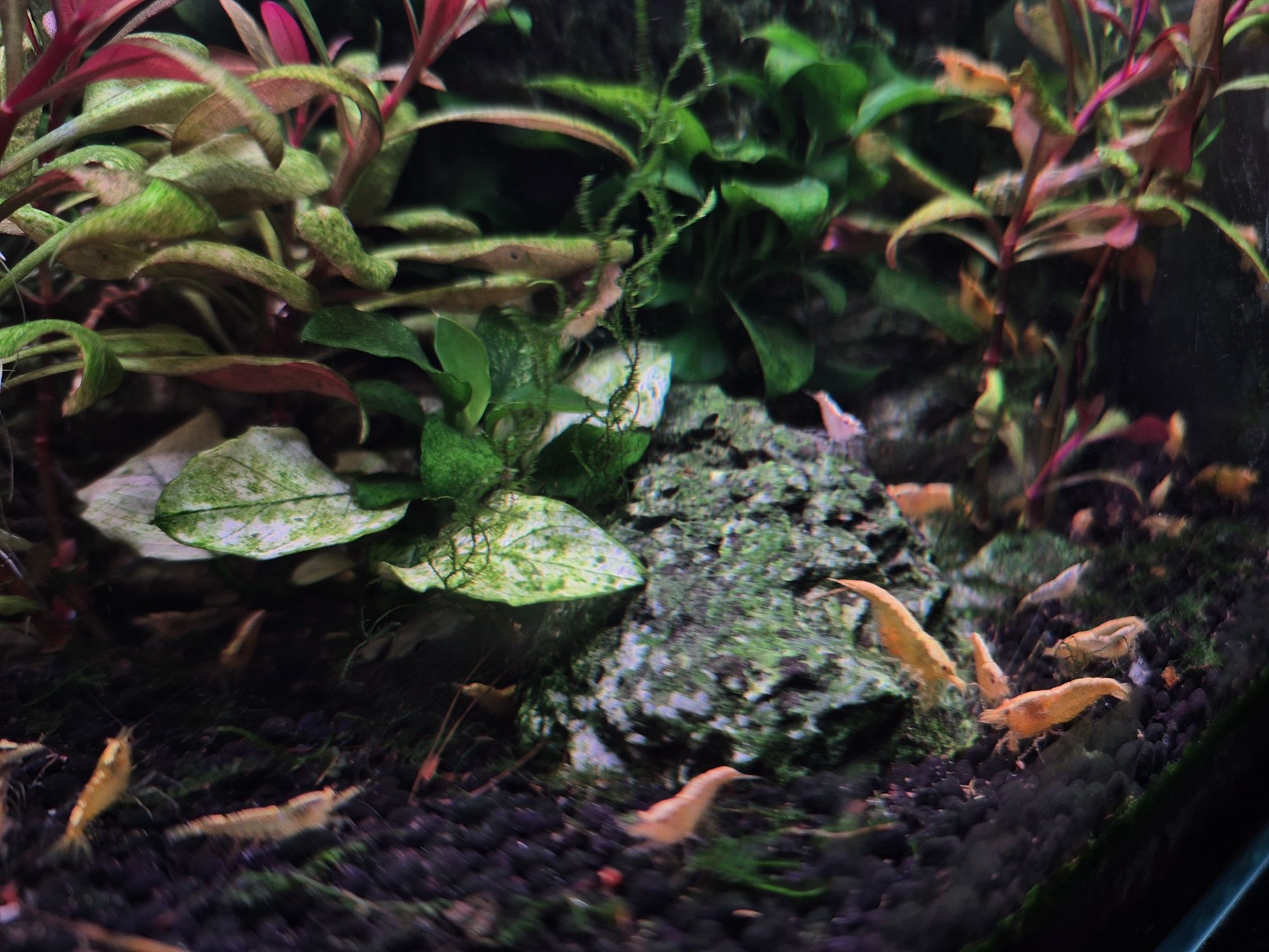 Camarões Neocaridina Yellow