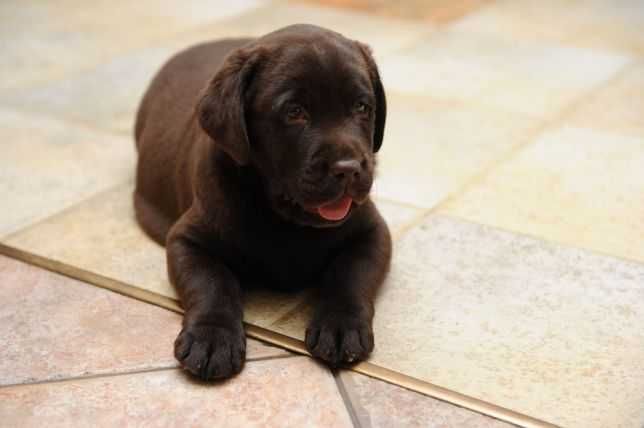 LABRADOR RETRIEVER szczęnieta z rodowodem ZK w P, FCI BADANIA GEN.