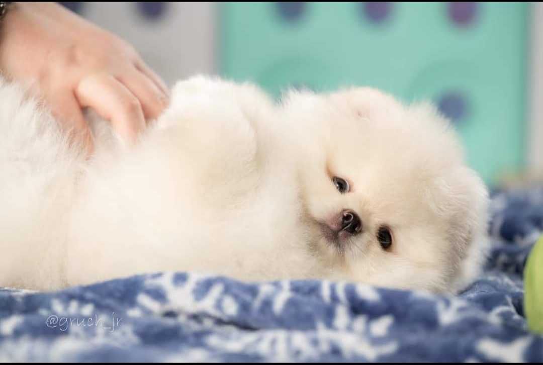 Szpic miniaturowy pomeranian xs