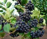 Aronia ekologiczna sok, nalewka- Prosto z krzaka
