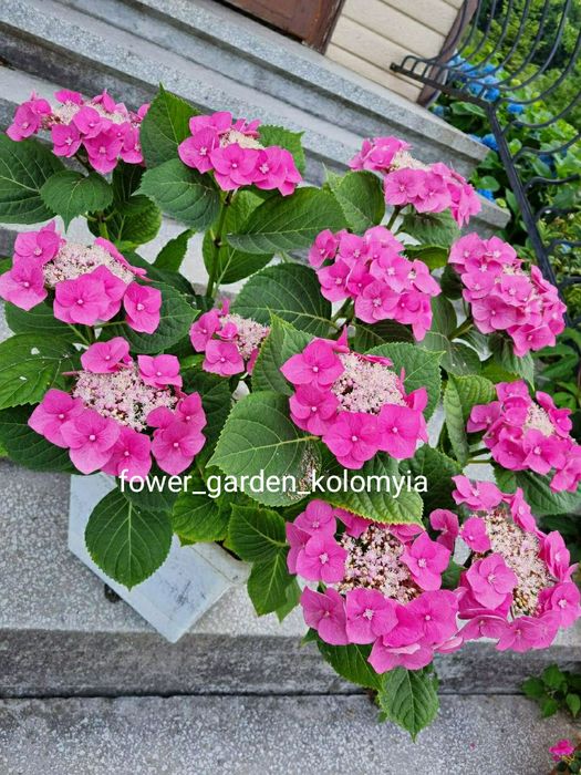 Гортензія в наявності 50+ кращих сортів