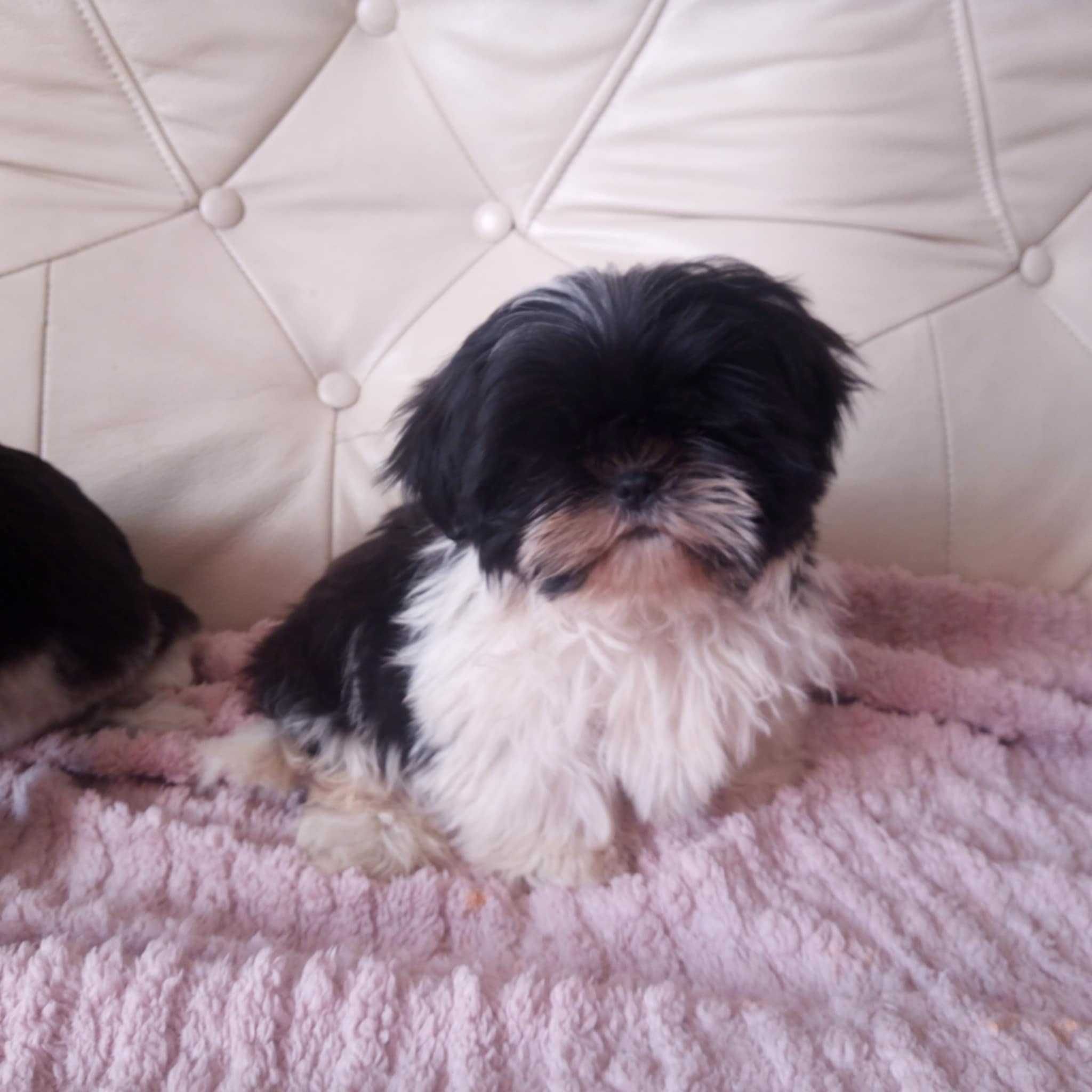 Shih-tzu szczeniaczek gotowy na zmianę domu