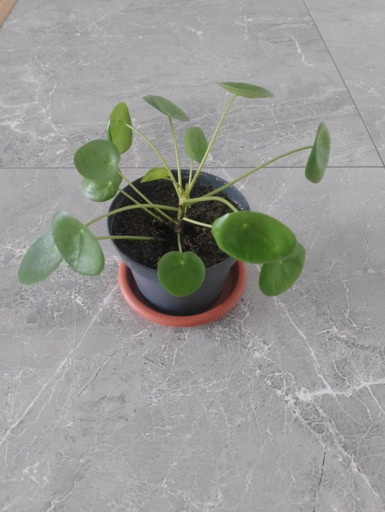 Roślina doniczkowa Pilea