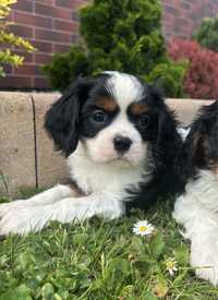 Cavalier King Charles Spaniel