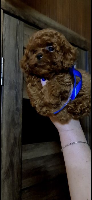 VIP!Красавчик Китай.