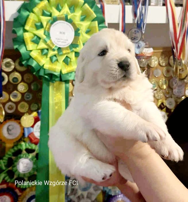 Polski Owczarek Podhalański ZKwP (FCI)