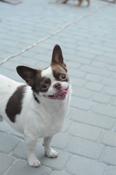 Бело шоколадный чихуа приглашает дам