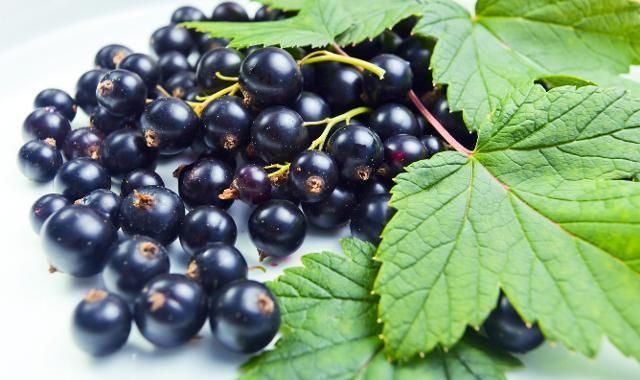 Саженці Чорна смородина рання високоурожайна крупна