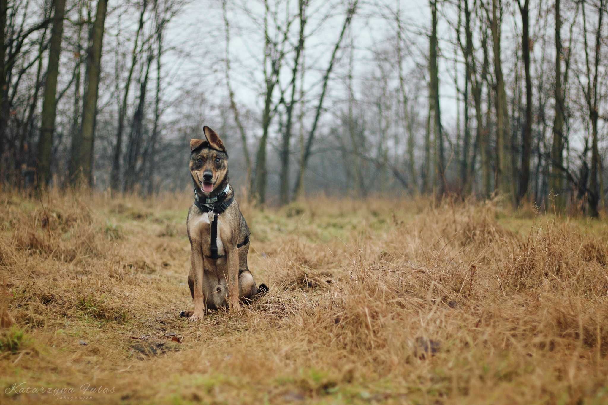 Baks super pies poleca się do adopcji