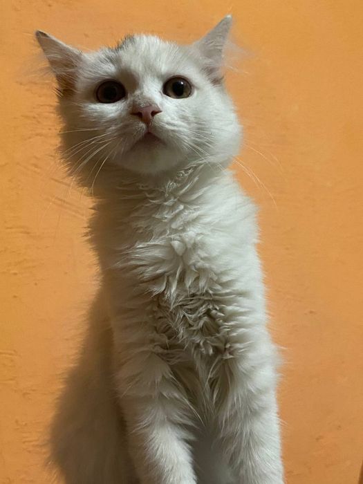 Милі пухнастики шукають люблячий дім