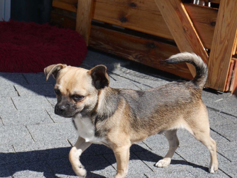 Chihuahua  piesek
