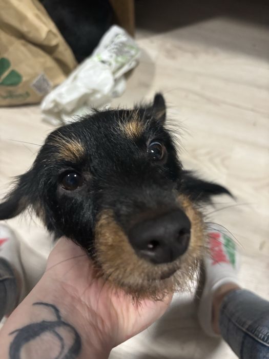 Oddam pieska w dobre ręce