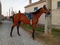 Cavalo montado 9anos
