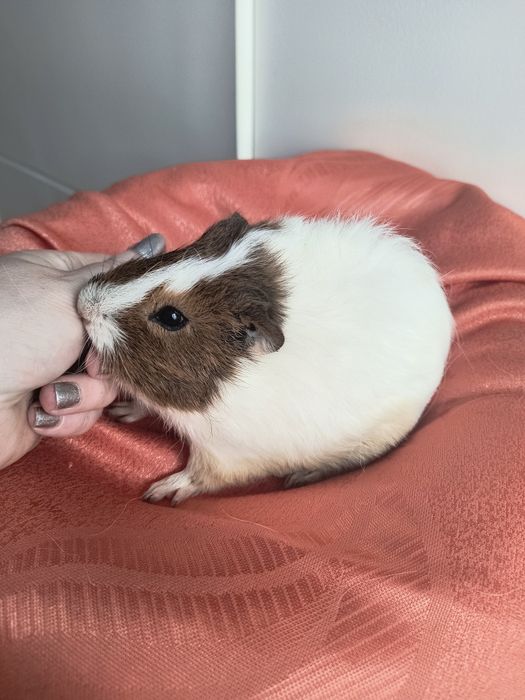 Świnki morskie maluszki gładkowłose i rozetki