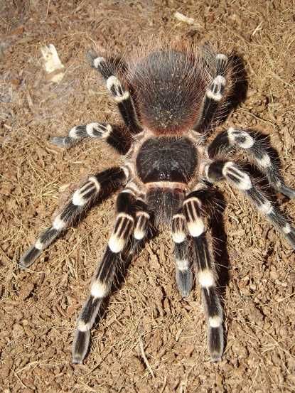 Acanthoscurria geniculata L2/3 pakiet 3 szt