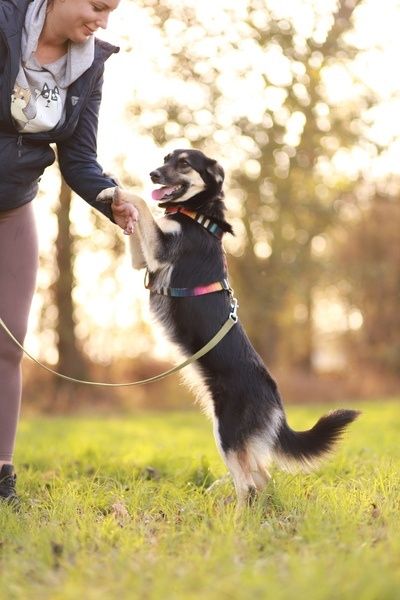 Mela - wyjątkowa i delikatna suczka poleca się do adopcji