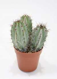Kaktus Polaskia chichipe 8 cm