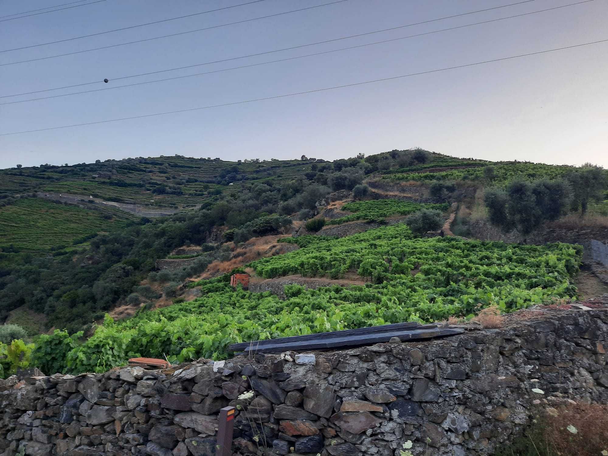 Vinha no Douro (Santa Marta de Penaguião)