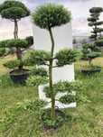 Bonsai z Modrzewia europejskiego - Larix decidua - 180cm
