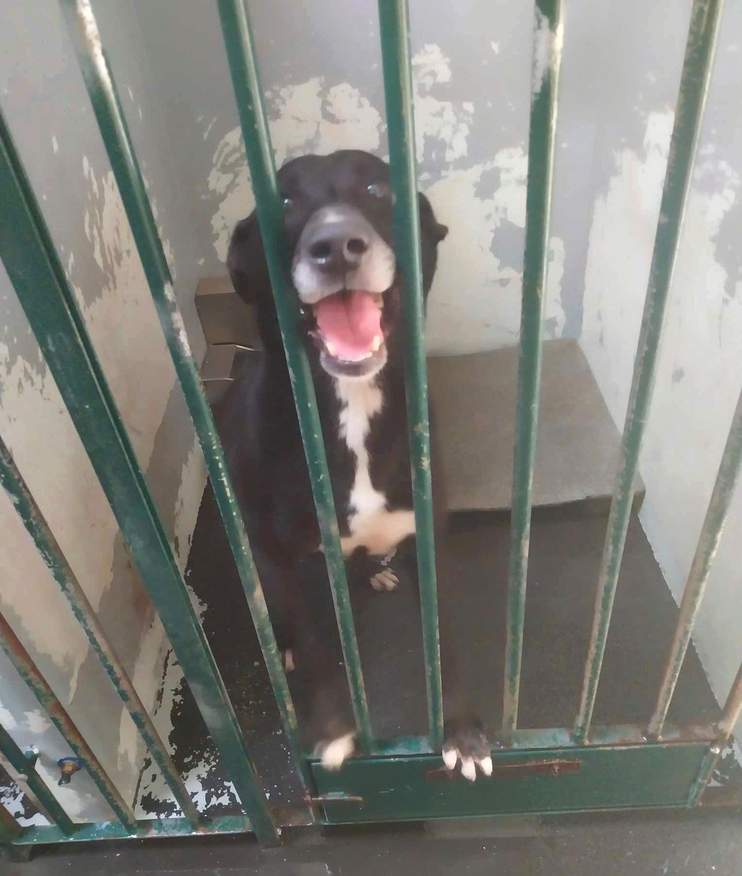 SALVA-ME! Vivo numa box minúscula! Macho sénior para Adoção.