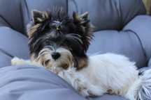 Piesek Yorkshire Terrier