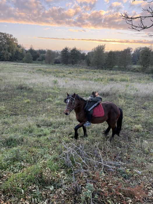 Koń Ogier Pogrubiany