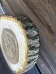 Plaster drzewa orzech