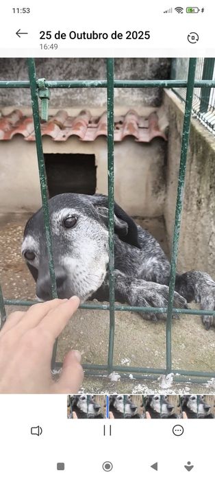 Lua sénior para adopção