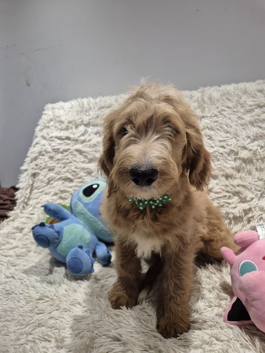 Goldendoodle f1 standard