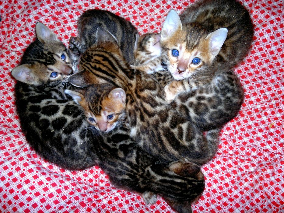 Бенгальські чистокровні кошенятка BENn24. Документи WCF