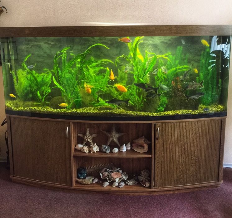 Обслуживание морских и пресных аквариумов,чистка аквариумов